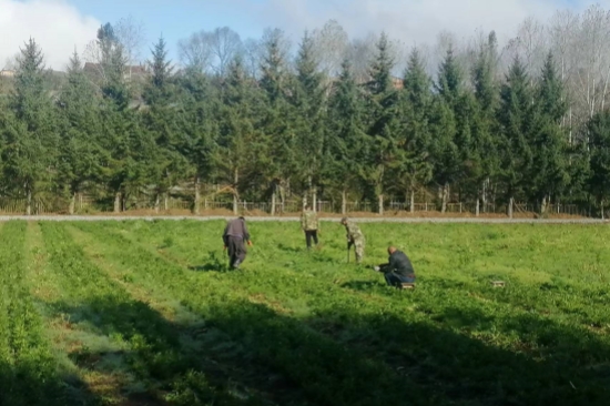 1728523089961856.jpg 綠化苗木經(jīng)營管理處開展秋季圃地除草工作 (2).jpg