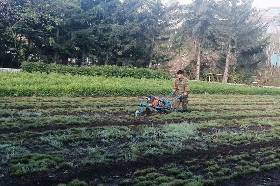 1728523098129538.jpg 綠化苗木經(jīng)營管理處開展秋季圃地除草工作 (1).jpg