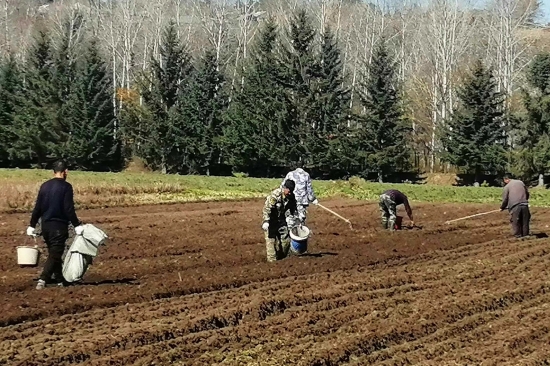 1731466470291136.jpg 綠化苗木 (2).jpg