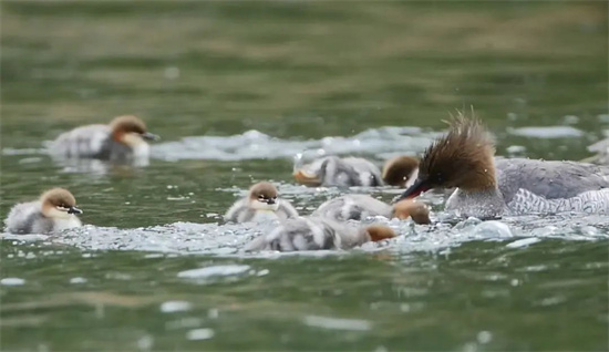 1740983341293508.jpg 1.jpg