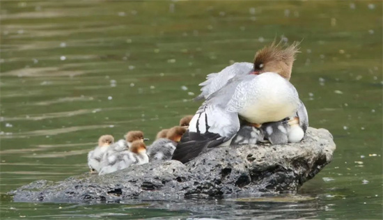 1740983425473374.jpg 7.jpg