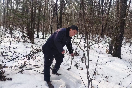 1741833819747533.jpg 大川林場開展“清山清套”專項行動守護(hù)野生動物家園(2).jpg