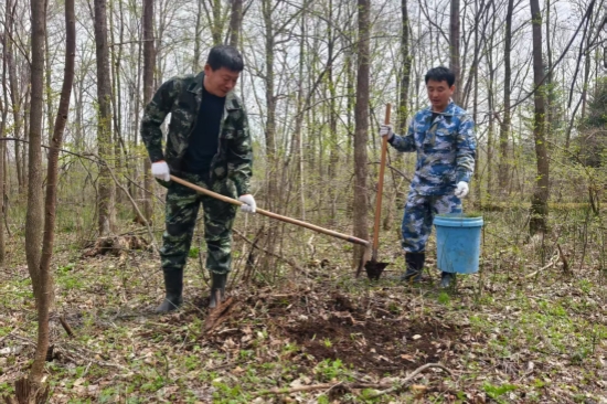 1746580026273702.jpg 營林處:黨旗引領(lǐng)添新綠 植樹造林踐初心(2).jpg